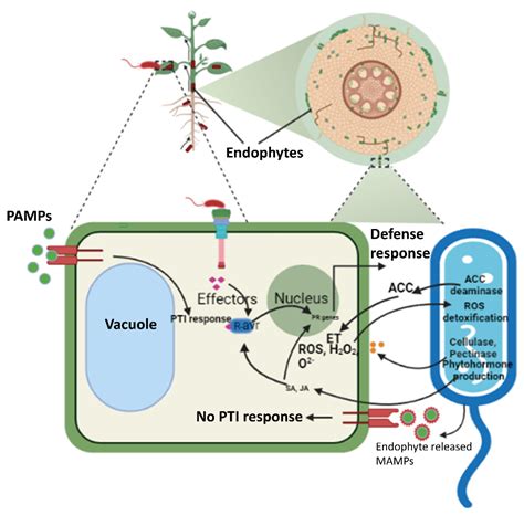 Cells | Free Full-Text | Endophyte-Mediated Stress Tolerance in Plants: A Sustainable Strategy ...