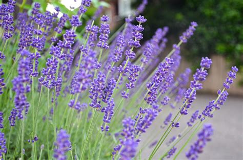 Free stock photo of lavender, lavender (flower)