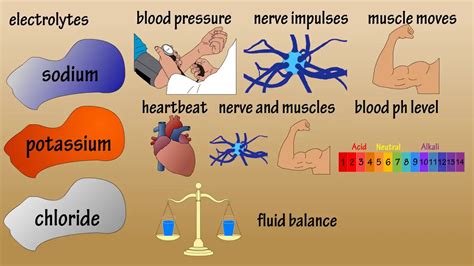 Electrolytes What Are Electrolytes Functions Of Electrolytes - YouTube