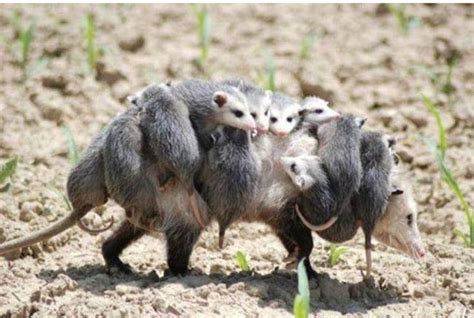 Pin de Mary Coln en Sariguella | Zarigueyas, Familias de animales ...