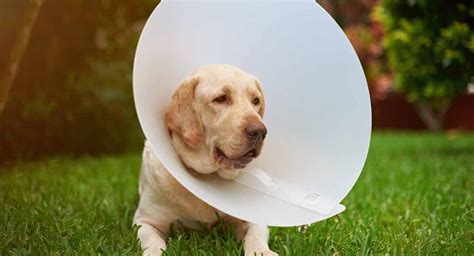 How Long Does a Dog Need to Wear a Cone After Being Spayed? | Doglirious