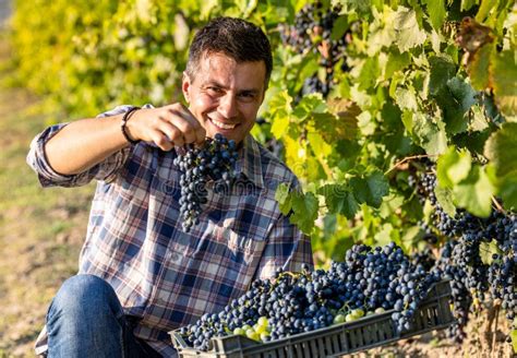 Farmer Harvesting Grapes in Vineyard Stock Photo - Image of grape, fruit: 256069506