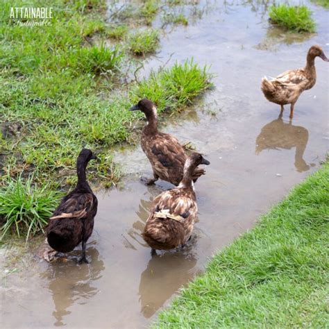 Raising Ducks for Eggs (Plus Four More Reasons to Keep Ducks)