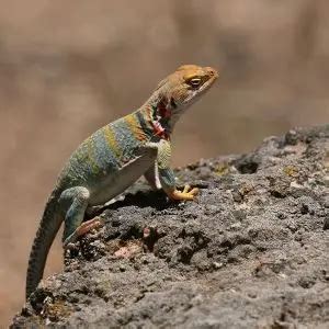 Common Collared Lizard - Facts, Diet, Habitat & Pictures on Animalia.bio