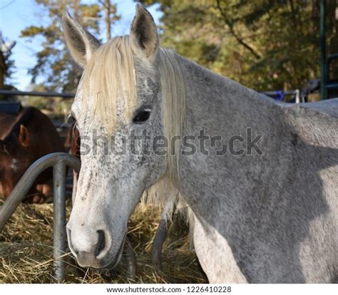 Flea Bitten Grey Horse Stock Photo (Edit Now) 1226410228