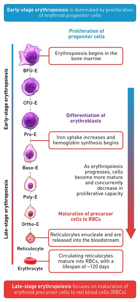 Understanding erythropoiesis