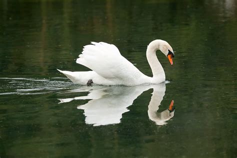 Male mute swan stock image. Image of mute, bird, plumage - 53268773