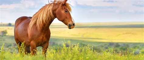 Finding and removing ticks on your horse. | Bang For Your Buck Horsegear