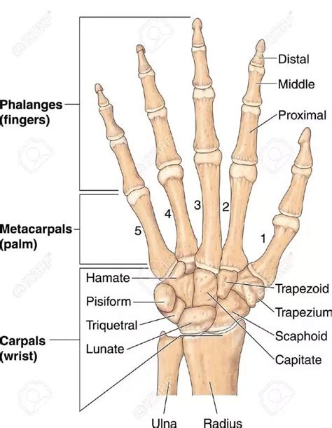 Labeled bones of human hand | Hand bone anatomy, Wrist anatomy, Basic ...