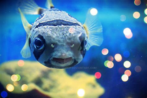 Smiling Fish by xxxchbmko on DeviantArt