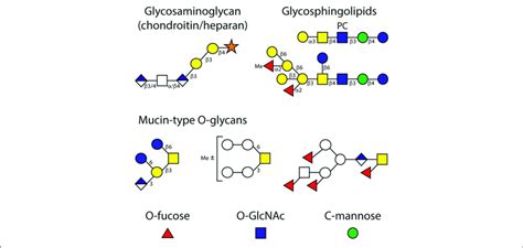 | Examples of O-glycans and glycolipids. Depicted are example... | Download Scientific Diagram