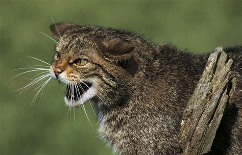 Fact file: Everything you need to know about the Scottish wildcat - The Courier