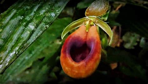 Orchids of the Amazon Rainforest - Shiripuno Amazon Lodge