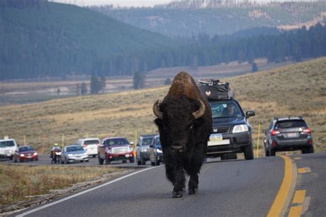 The traffic jams in Yellowstone don’t bother me (or the bison) : r/roadtrip