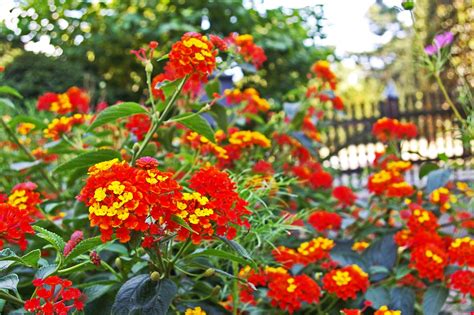 Lantana: A Must Have For Your Garden - Blog - Embassy Landscape Group