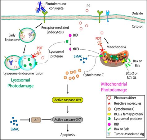 Mechanisms of cell death induced by free PS and photoimmunoconjugates... | Download Scientific ...