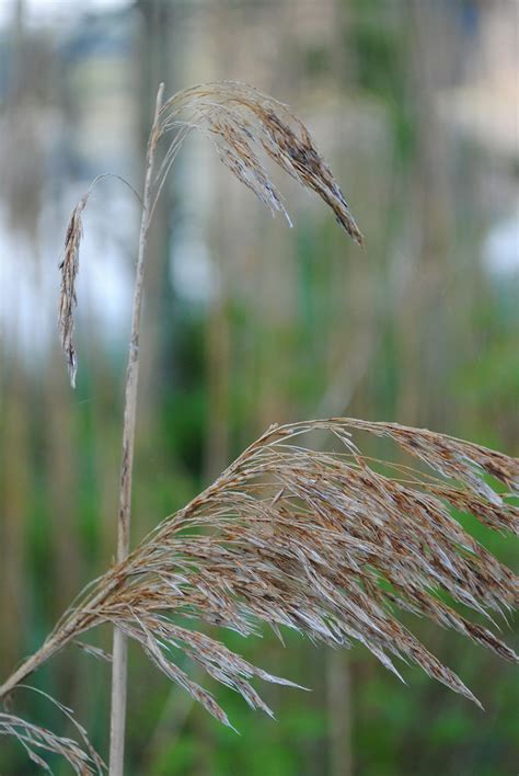 Common Reed - Native Habitat Restoration