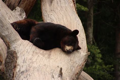 Are There Bears in Florida? - TravelMagma