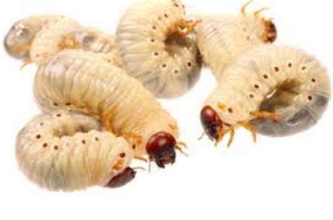 New Science Shows How Maggots Heal Wounds | Portside