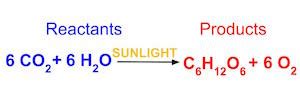 Photosynthesis Definition, Process & Equation | Study.com