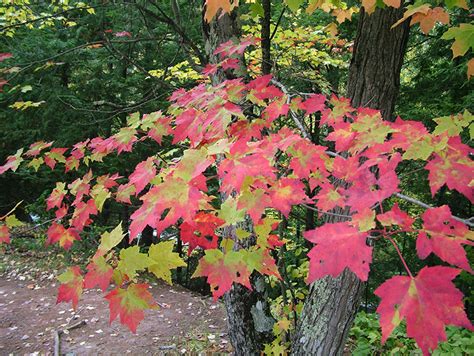 Autumn Leaves – what influences the color? | Purdue Extension Forestry ...