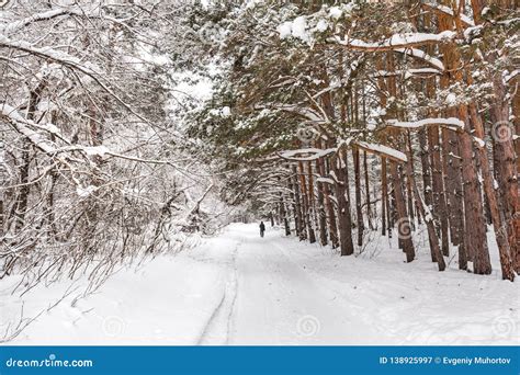 Winter Forest. Novosibirsk Region, Siberia, Russia Stock Image - Image ...