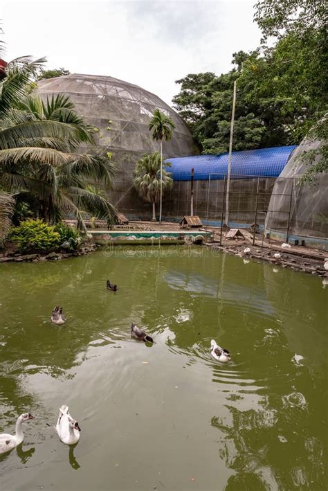 The Labuan Bird Park, Malaysia Editorial Image - Image of labuan, malaysia: 250004360