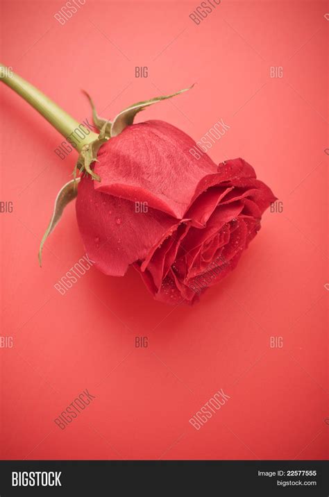 Red Rose Bud Image & Photo (Free Trial) | Bigstock