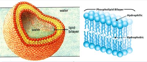 #11. Lipids - Triglycerides and Phospholipids. | Biology Notes for A level