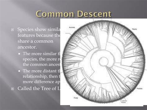 PPT - What is evolution, really? PowerPoint Presentation - ID:2207877