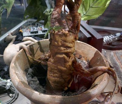 Stories About Mandrake: The Interesting History Of Mandrake Plants