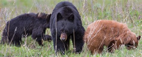 NPS photo by Neal Herbert black bear with two cubs, one cinnamon colored, one black – Mary Donahue