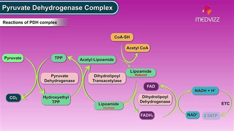 Pyruvate dehydrogenase complex - steps , regulation and inhibitors ...