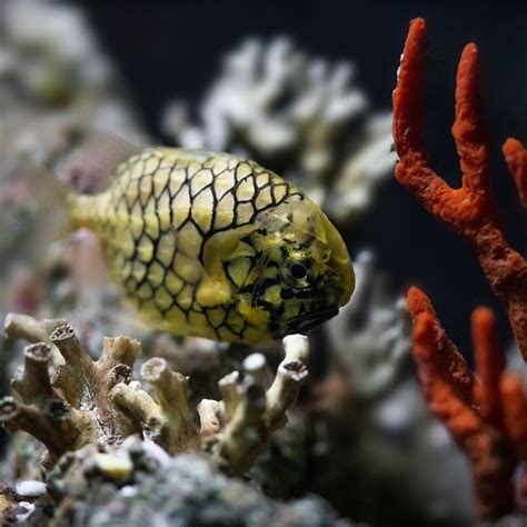 Pinecone Fish Illuminates Rooms with Bioluminescent Bacteria - Zoo Guide