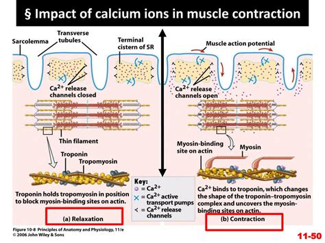 PPT - Chapter 11– Muscular Tissue PowerPoint Presentation, free download - ID:5955272