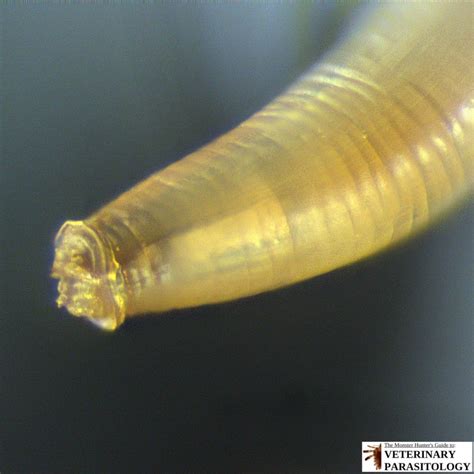 Physaloptera sp. Roundworms - MONSTER HUNTER'S GUIDE TO: VETERINARY PARASITOLOGY