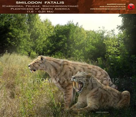 Smilodon | Dinosaurs - Pictures and Facts