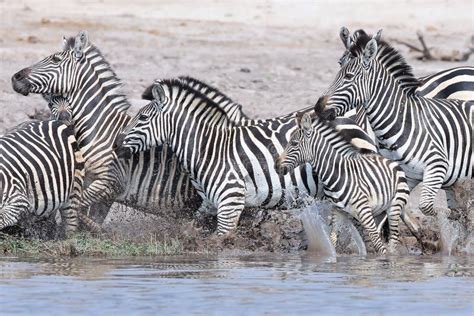 Zebra Running Scared from Lions Stock Photo - Image of full, water: 16218560