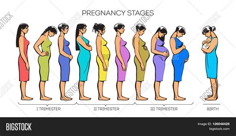 Stages Pregnancy. Image Stages Image & Photo | Bigstock