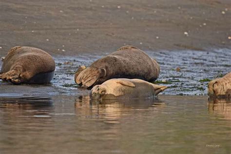 Harbor Seal Pupping Season is Here: Where to See Baby Seals & More - Kayak Connection