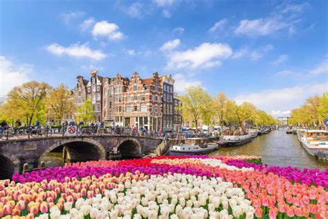 Amsterdam Tulips: How To See These Majestic Blooms