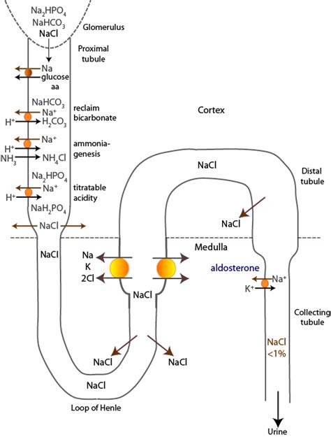 Renal sodium absorption | eClinpath