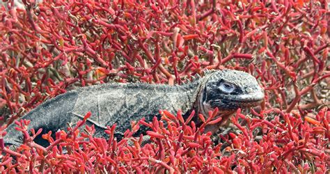 Highly Recommended Galapagos Day Tours - Bespoke Galapagos