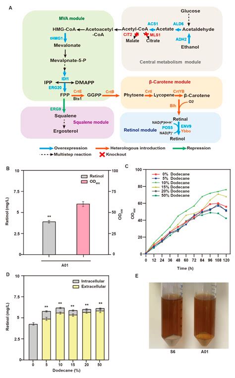 JoF | Free Full-Text | Metabolic Engineering of Saccharomyces cerevisiae for Efficient Retinol ...