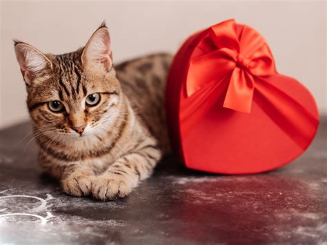 6 Last-Minute Valentine's Day Gifts for Cats for Under $10 on Amazon