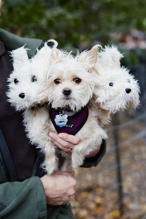 11 Adorably Dressed Dogs - Oddee