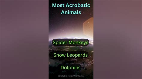 The most acrobatic animals - YouTube