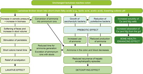 Mechanism Of Action Of Lactulose - IMAGESEE