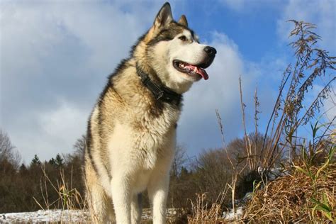 13 Best Dog Breeds For Hiking