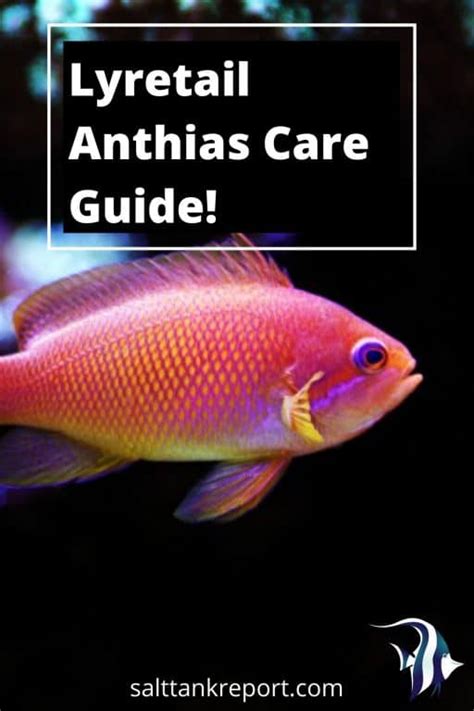 Lyretail Anthias Care - The Definitive Guide